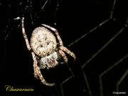 araa de jardn europea (Araneus diadematus)